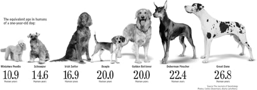 What is 199 in dog best sale years