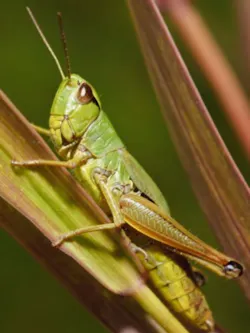 Grasshopper Grasshopper