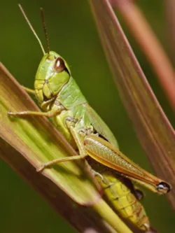 Grasshopper Grasshopper