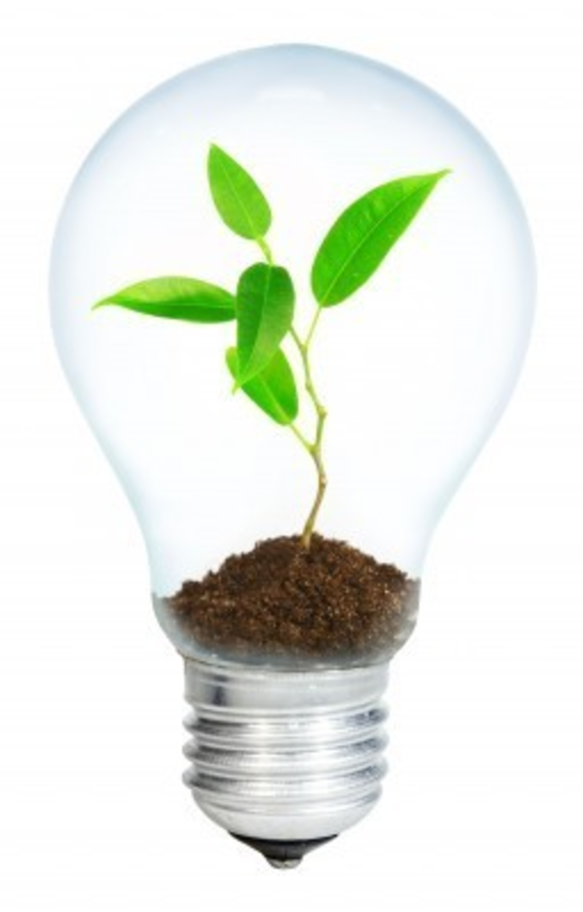 Innovatio Lightbulb Plant