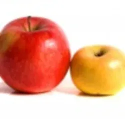 Bigapplelittleapple1 Web Bigapplelittleapple1 Web