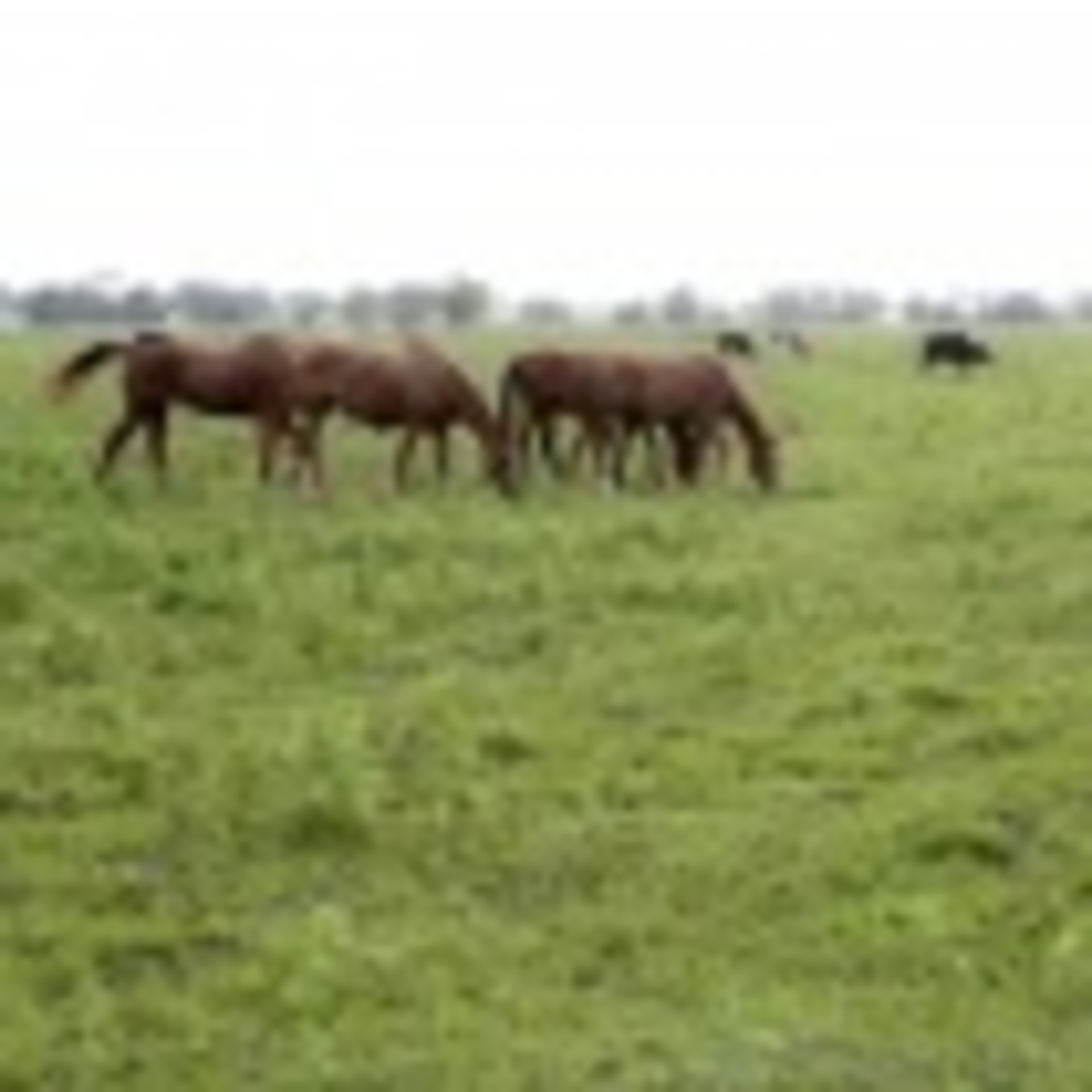 Texashorsecountry Web 0