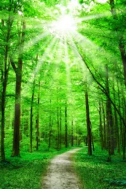 Forestpath1 4483186 Smaller Forestpath1 4483186 Smaller