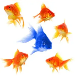 Bluegoldfish 8469878 Smaller Bluegoldfish 8469878 Smaller