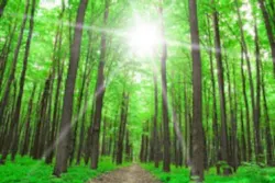 Forestpath 5348873 Smaller Forestpath 5348873 Smaller