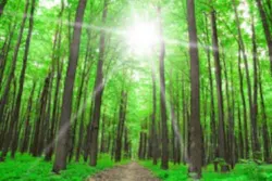 Forestpath 5348873 Smaller Forestpath 5348873 Smaller