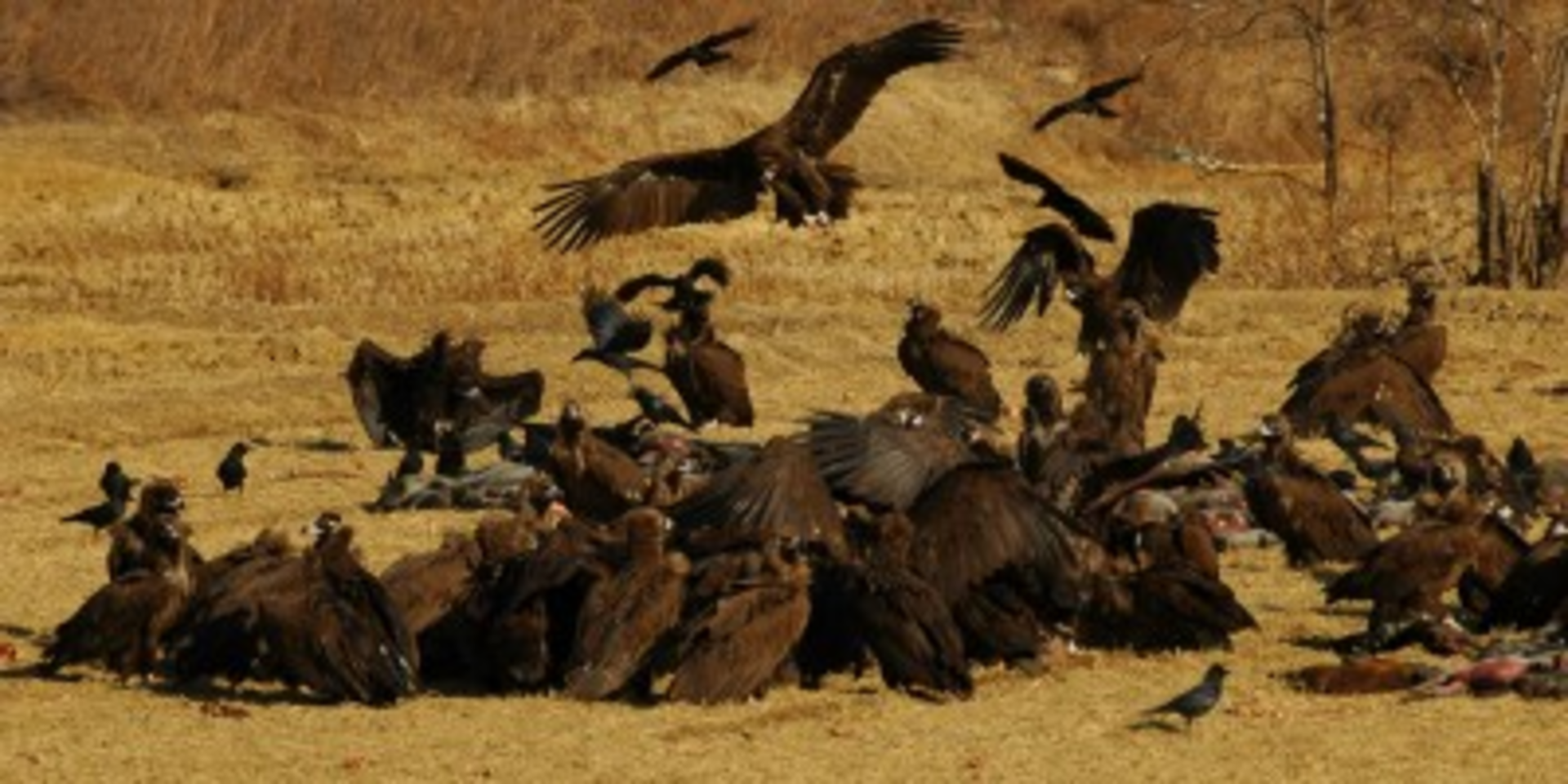 Vultures