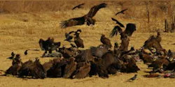 Vultures Vultures
