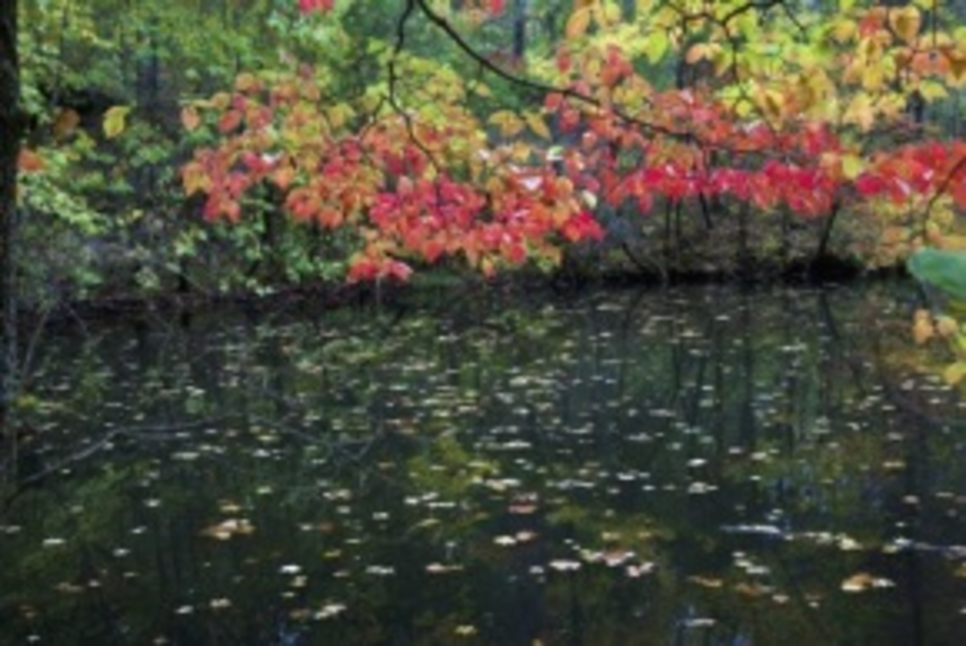 The 2013 Healthcare Informatics Innovator Awards RunnerUp Ozark Internal Medicine and