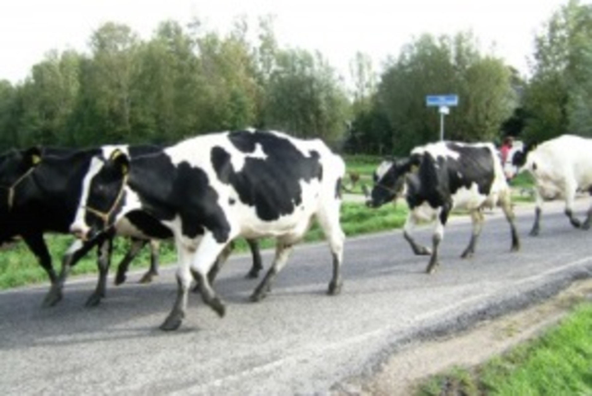 Cowpath 2724931 Smaller