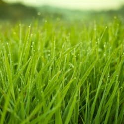 Intheweeds 19479864 Smaller Intheweeds 19479864 Smaller