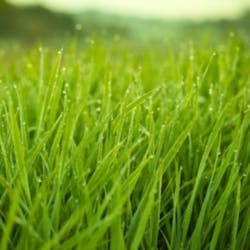 Intheweeds 19479864 Smaller Intheweeds 19479864 Smaller