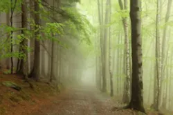 Forestpath 15183242 Smaller Forestpath 15183242 Smaller