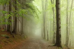Forestpath 15183242 Smaller Forestpath 15183242 Smaller