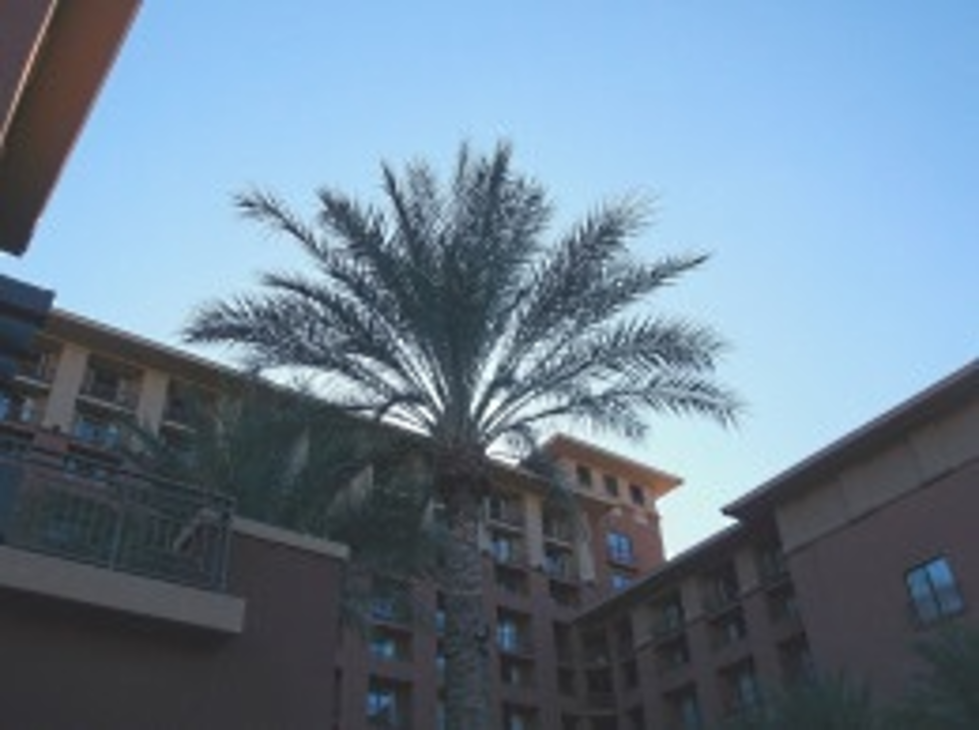 Chime13 Datepalm Small