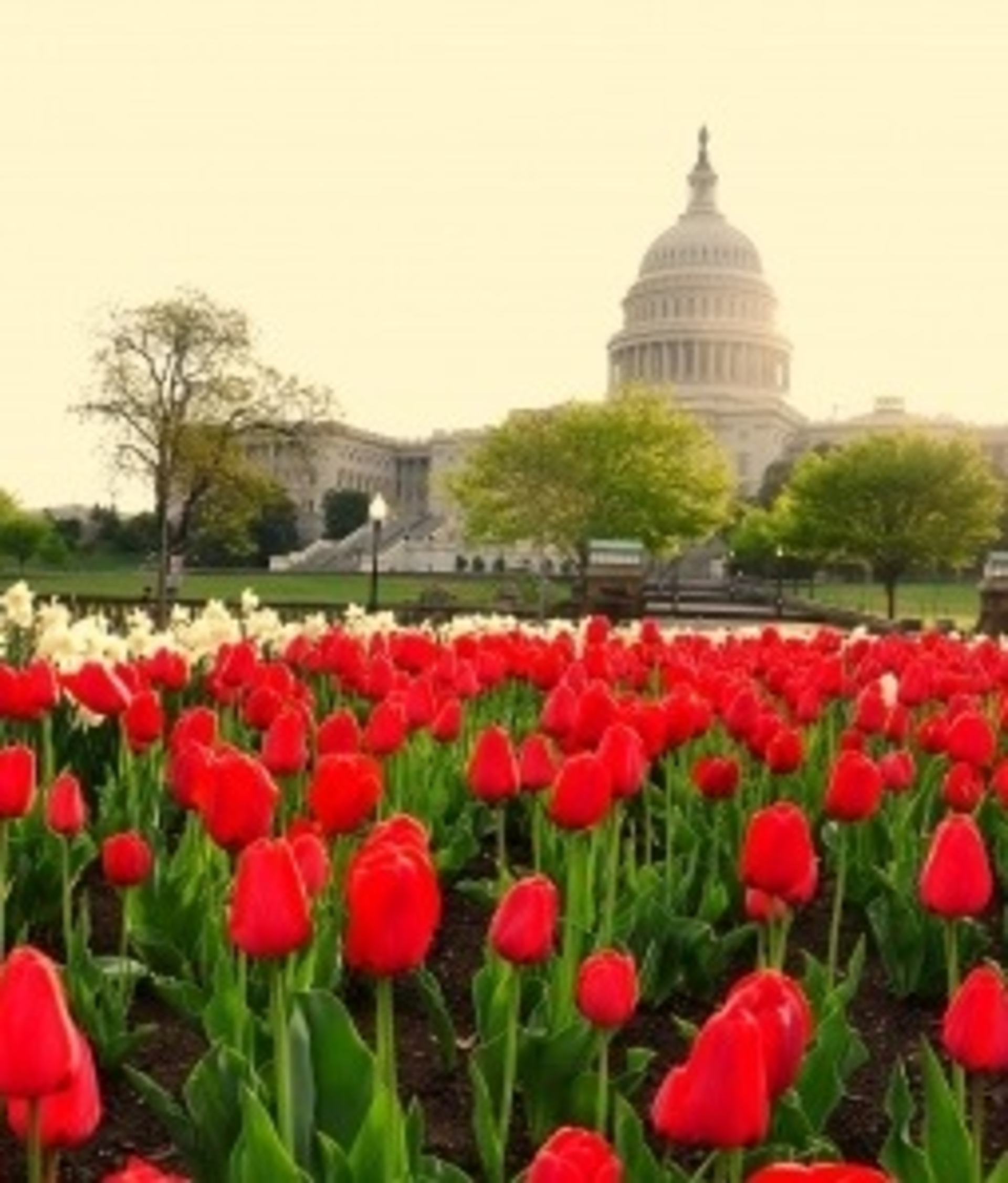 Uscapitol Flowers 19452088 S