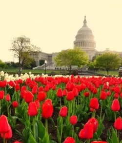 Uscapitol Flowers 19452088 S Uscapitol Flowers 19452088 S