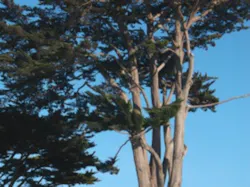 Cypress Smaller Cypress Smaller