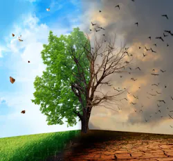 Dead Alive Tree Dead Alive Tree