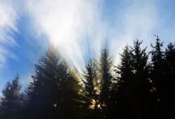 Treesfog Shutterstock 2548151 Smaller