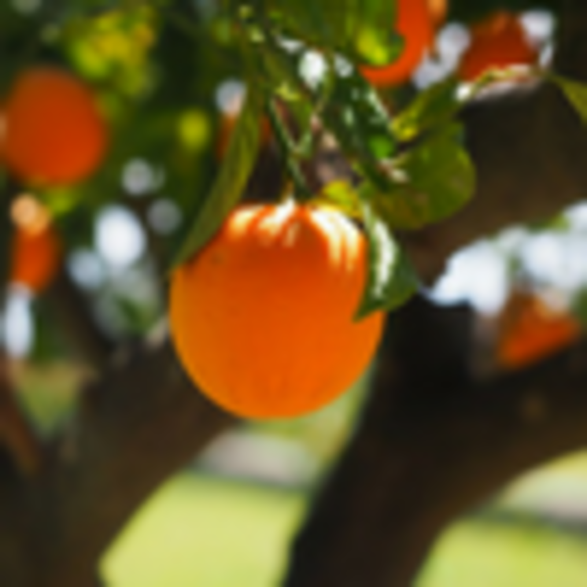 Hanging Orange Geneia