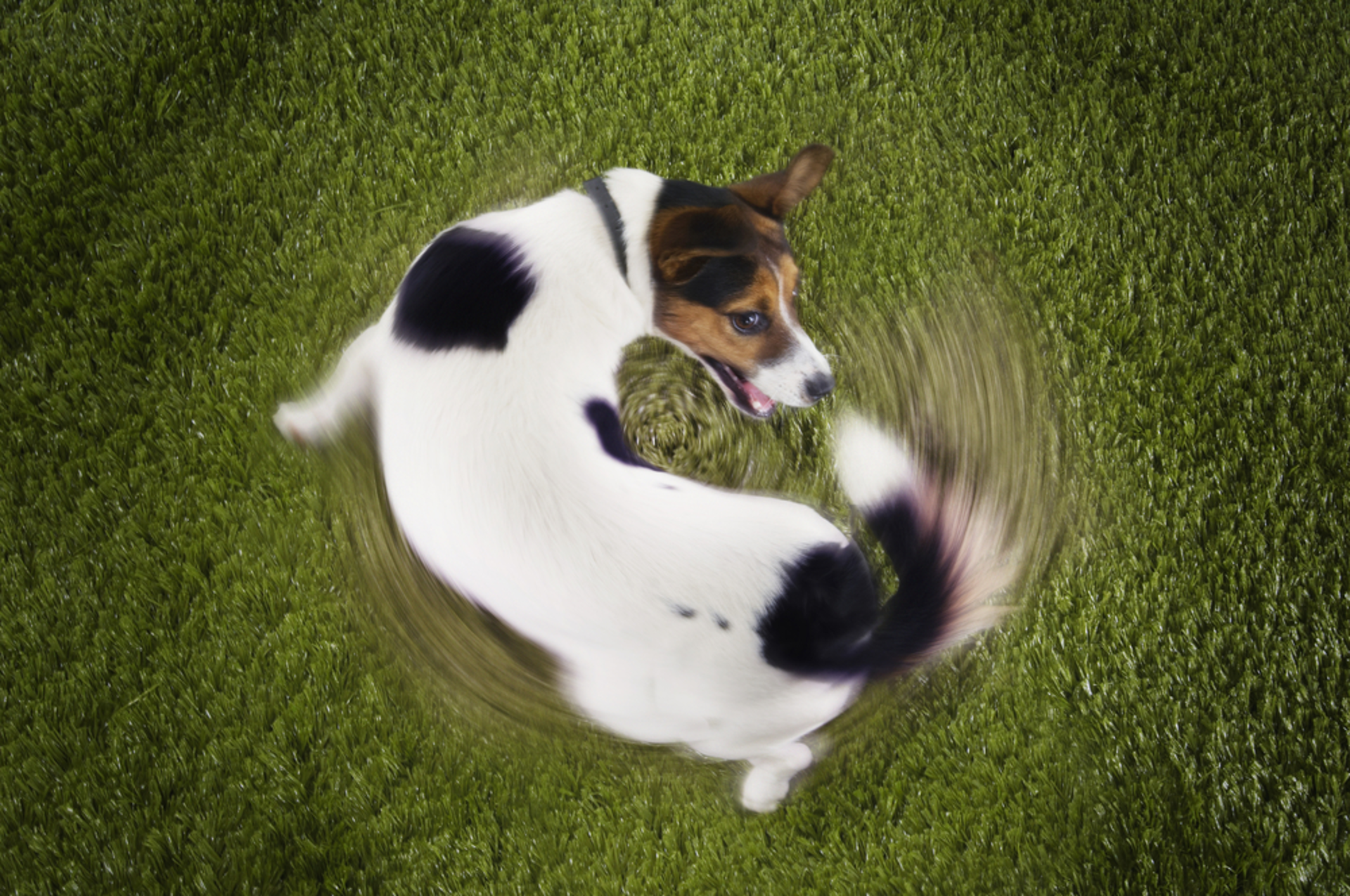 Shutterstock 145264762