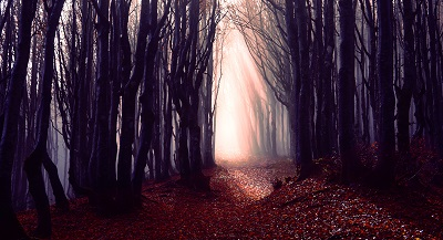 Bigstock Misty Forest Path Background 264894511 Smaller 5cca6be13b646