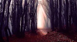 Bigstock Misty Forest Path Background 264894511 Smaller 5cca6be13b646