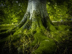 Dreamstime Xl 60896587 64ad90cc57ca7 Dreamstime Xl 60896587 64ad90cc57ca7