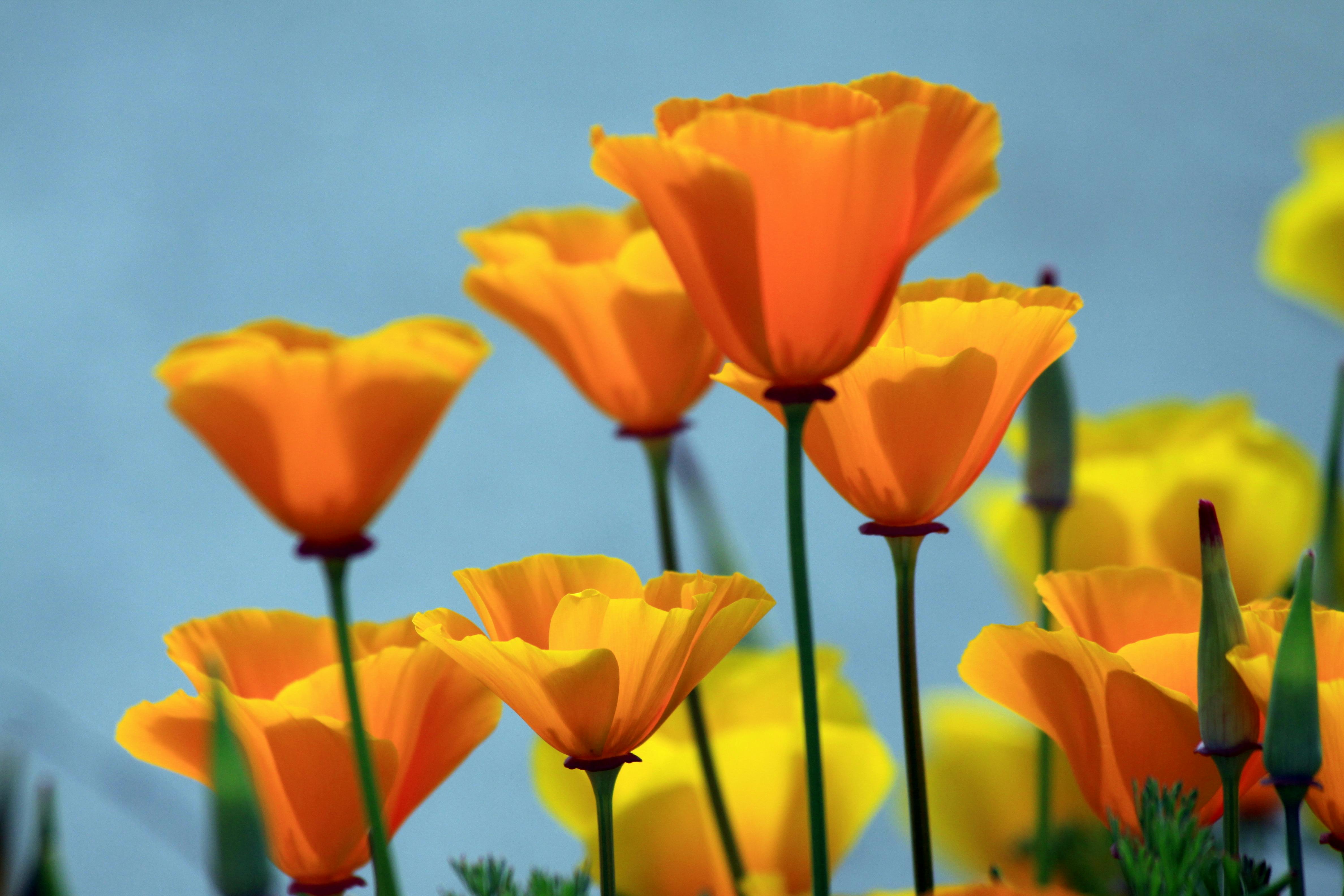 dreamstime_xxl_14794336